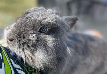 How To Care for A Rabbit Outdoors?