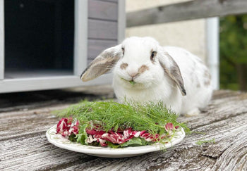 different breeds of rabbit