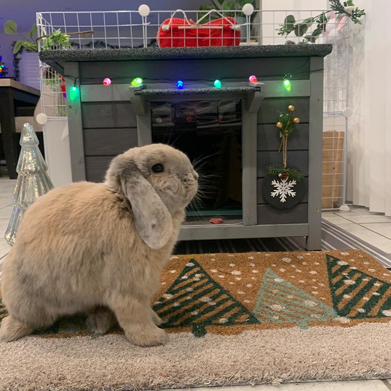 Aivituvin-AIR12-B Indoor Bunny House for Rabbits