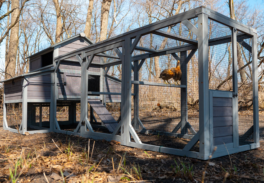 Chicken Coop vs Chicken Run: What’s the Difference and Do You Need Both?