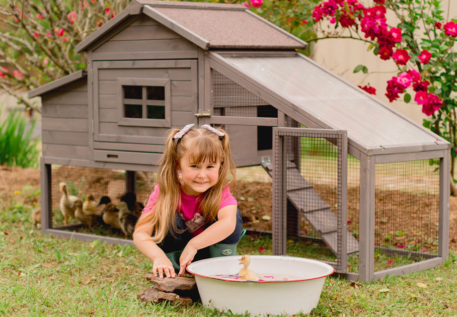 How to Build a Chicken Coop Door for Easier Flock Care