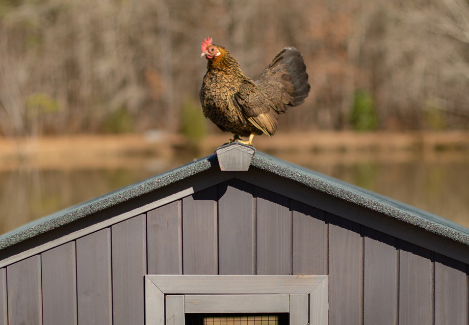 Can I Train My Chickens? Easy Tips for Backyard Flocks