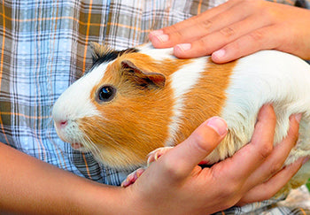 Things to Know About Guinea Pigs