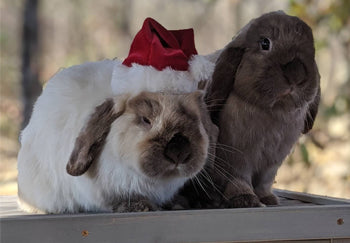 4 Best Outdoor Rabbit Hutches ---The Ultimate Buying Guide