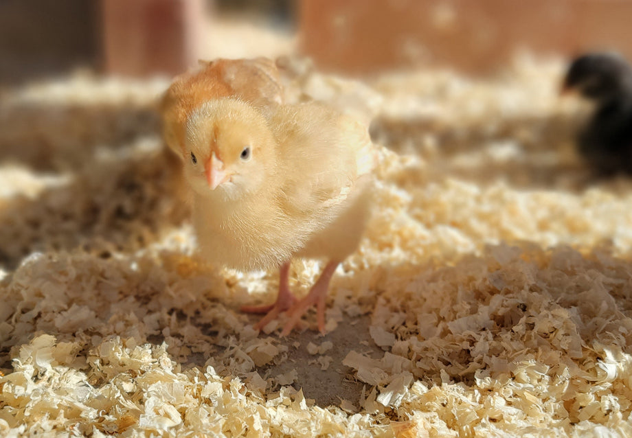 Pros and Cons of Free-Range Chicken Farming