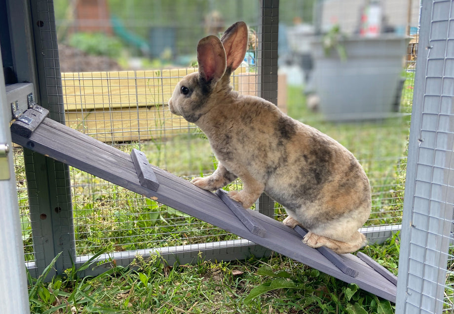 Best Outdoor Rabbit Hutch: Safe, Spacious Picks for 1–4 Rabbits