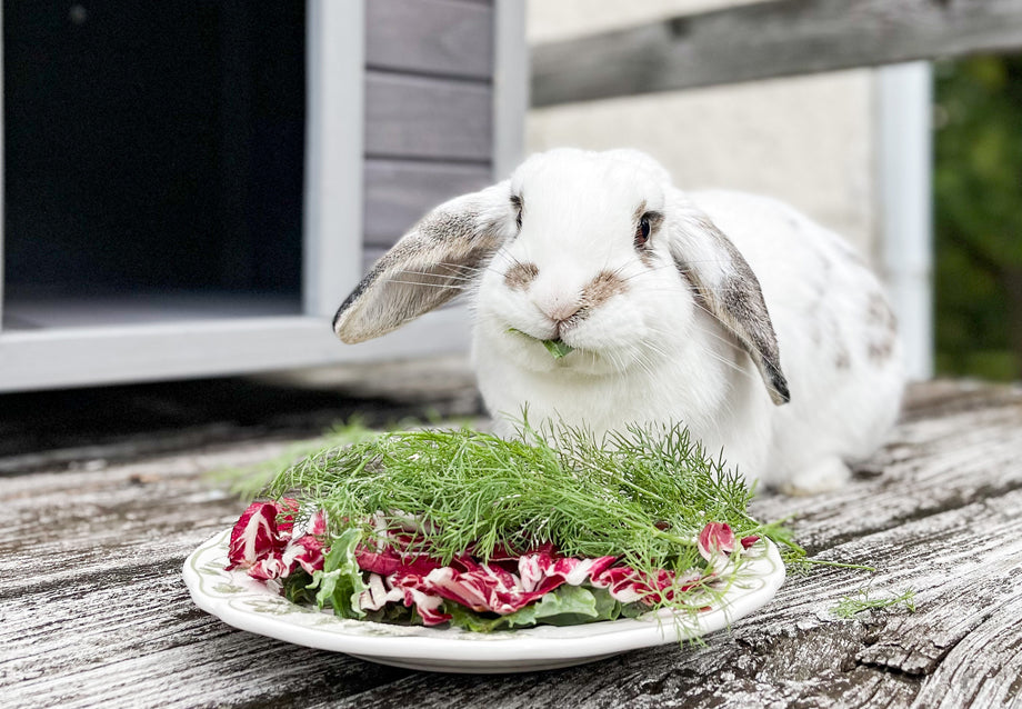 What Cages Sizes Are Suitable For Different Breeds Of Rabbits?
