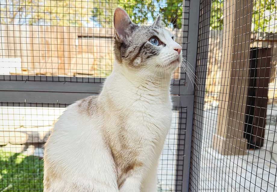 5 Reasons to Choose an Outdoor Cat Enclosure Connected to Your House