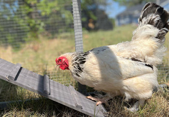 chicken coop