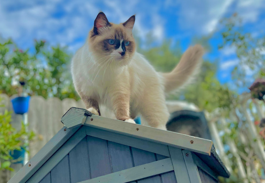 Indoor and Outdoor Cat Safety Guide: Risks, Tips, and Smart Solutions