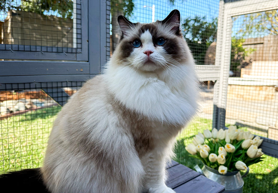 5 Reasons to Choose an Outdoor Cat Enclosure Connected to Your House