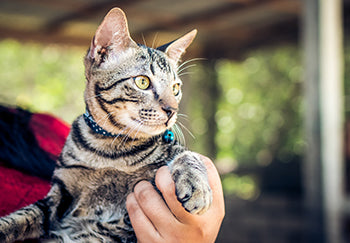 5 Reasons For Choosing Outdoor Cat Enclosure Connected To House