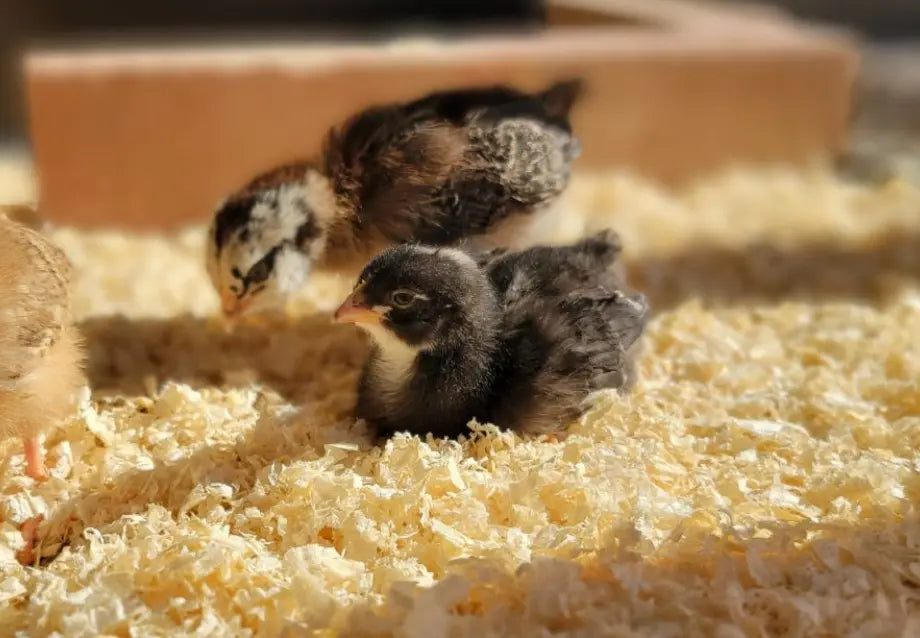 How to Raise Baby Chicks