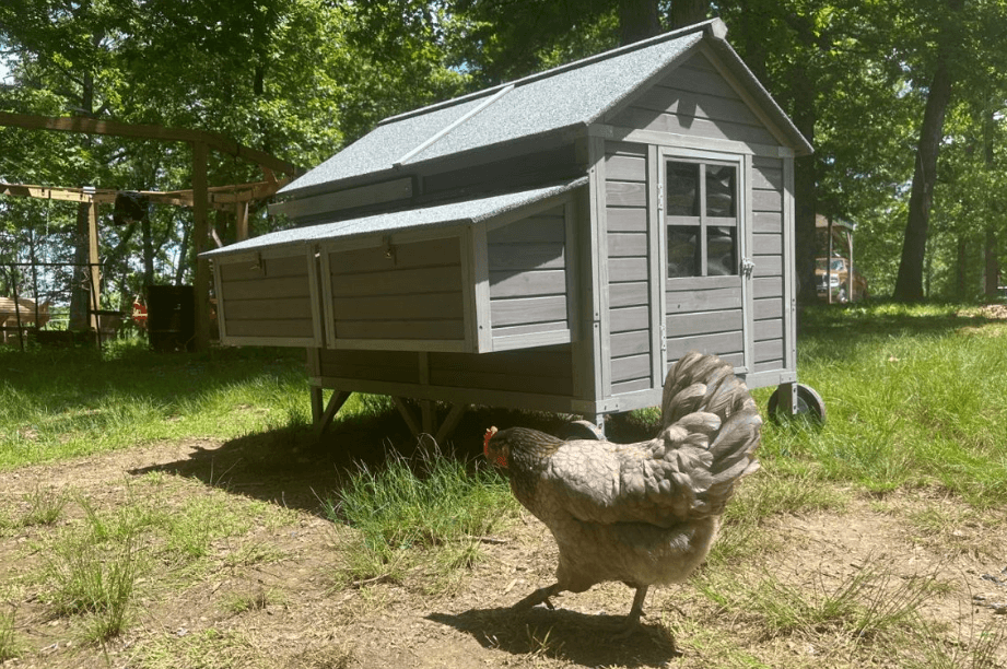 How to Keep Snakes & Rats Out of a Chicken Coop
