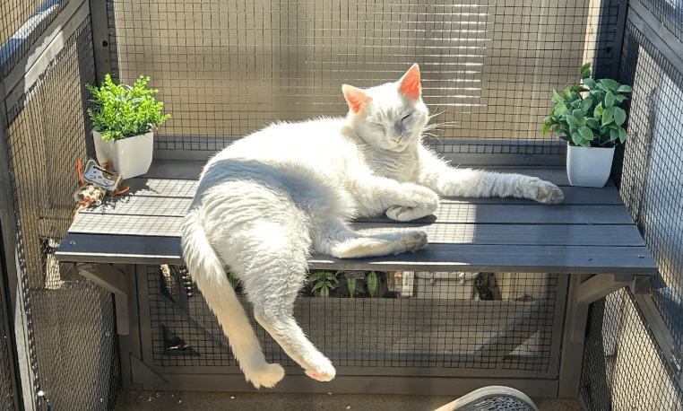How to Make an Outdoor Cat Enclosure: A Complete DIY Catio Guide