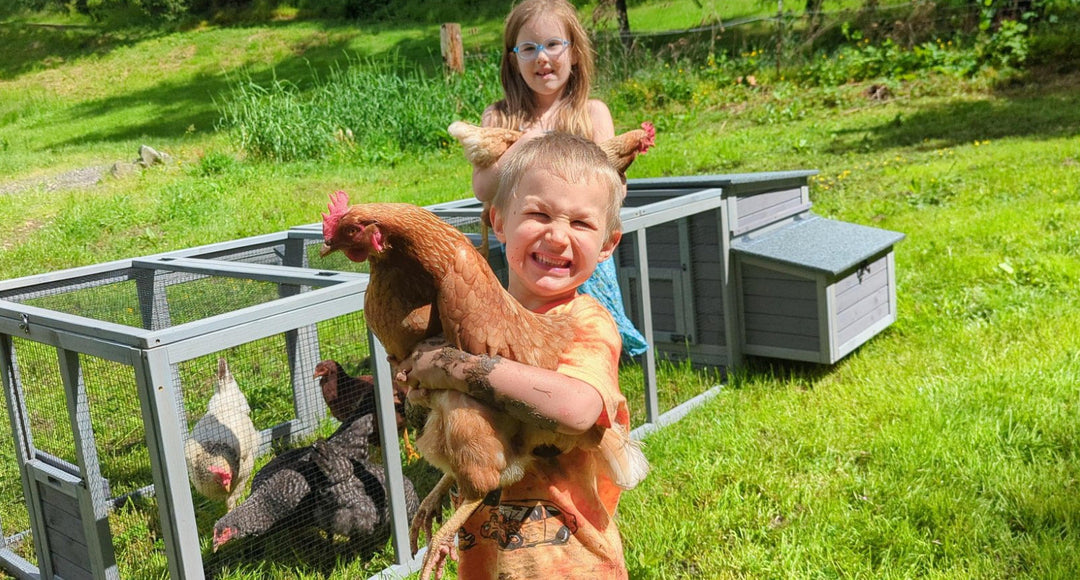 How to Raise Chickens: A Step-by-Step Guide for Complete Beginners (2026 Updated)