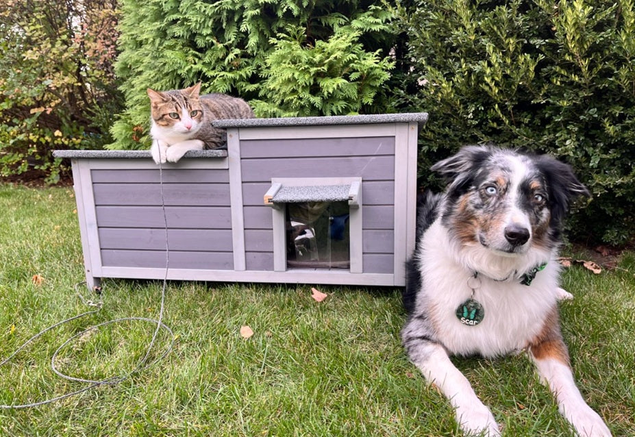 Cat House vs Catio: Which Outdoor Space Is Right for Your Cat?