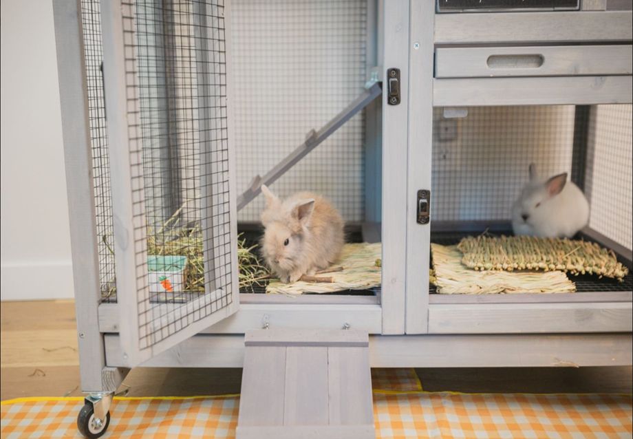 Bunny Hutch Guide: How It Compares to a Bunny Cage