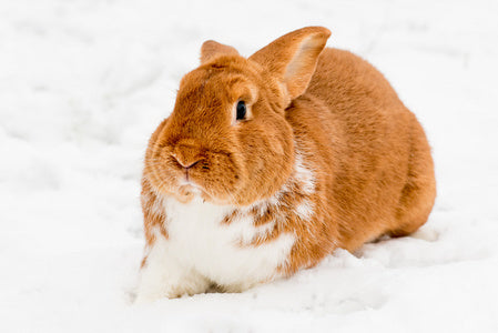 How to Keep Rabbits Warm in Winter?