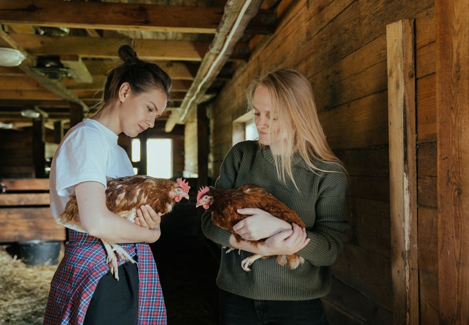 Can I Have Chickens in My Backyard? What to Check First