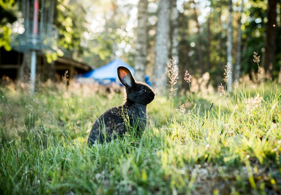 Can Rabbits Live Outside? A Safe Guide for Pet Rabbits