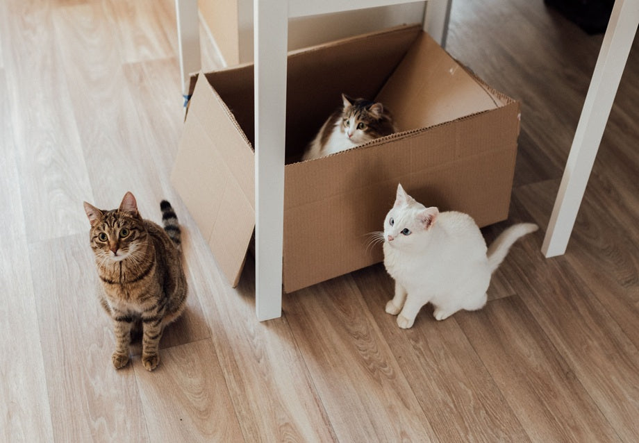 Cat Litter Box Enclosure Guide