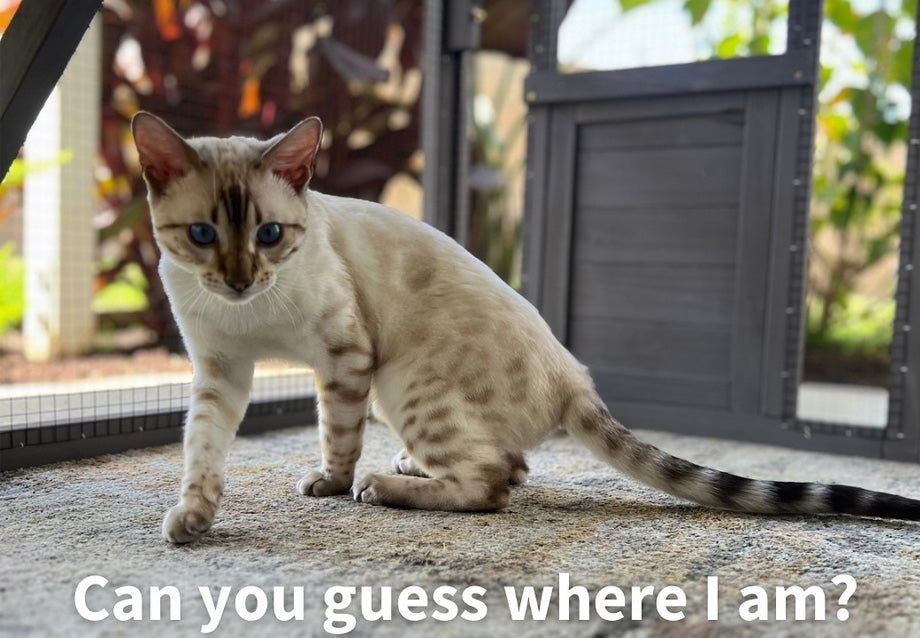 How to Make an Outdoor Cat Enclosure: A Complete DIY Catio Guide