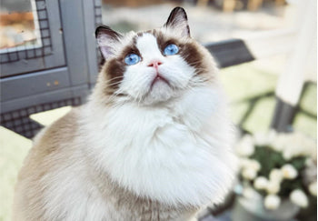 5 Best Cat Houses---the Ultimate Buying Guide