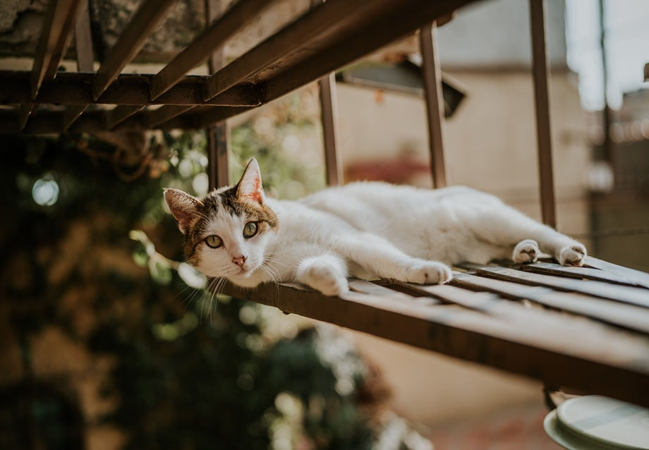 What Is a Catio? A Simple Guide for Cat Owners
