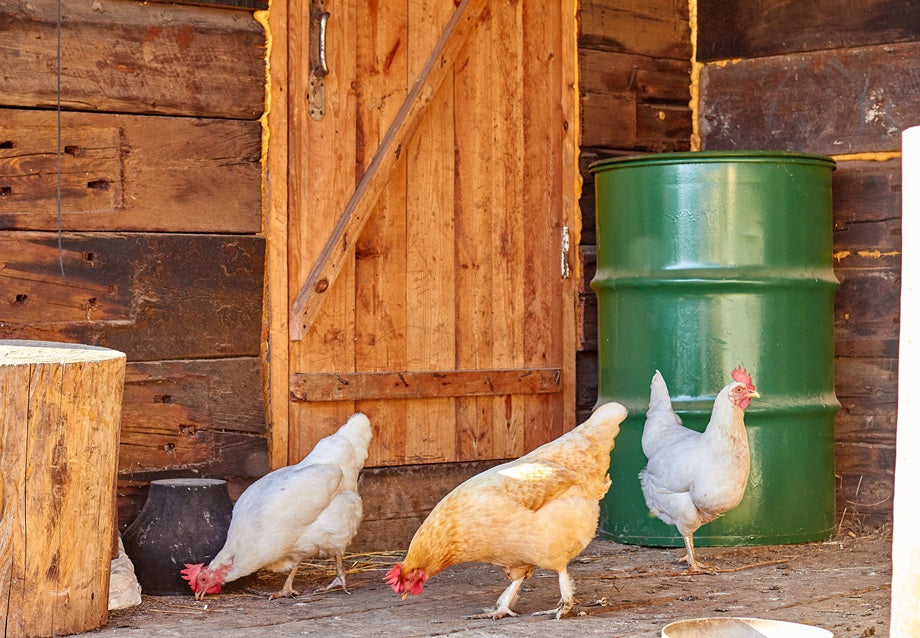 Chicken Coop for 6 Chickens: How to Choose the Right Setup