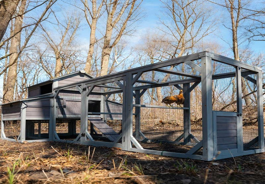 Chicken Coop Size for 10 Chickens: What Size Do You Need?