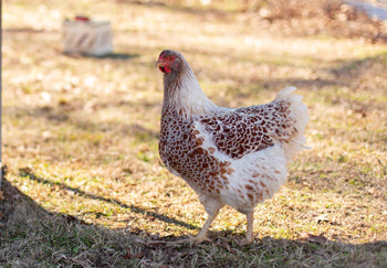 Do Chicken Coops Need Sun or Shade?