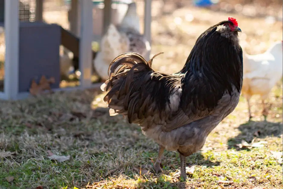 How to Keep Snakes & Rats Out of a Chicken Coop