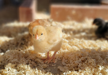 free range chicken