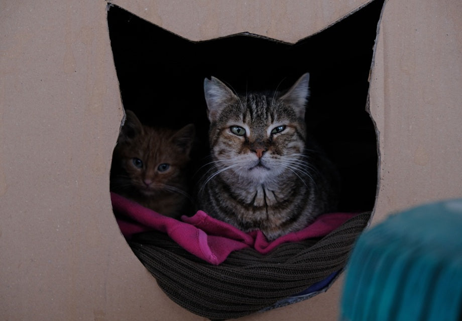 How to Build a DIY Outdoor Cat House: Materials, Steps, and Safety Tips