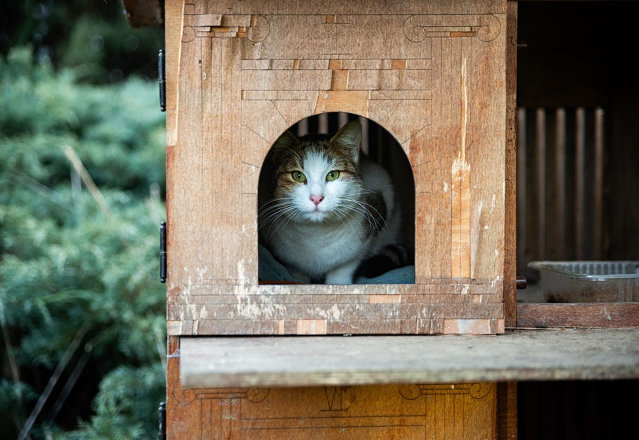 How to Choose a Safe Feral Cat Shelter for Outdoor Cats