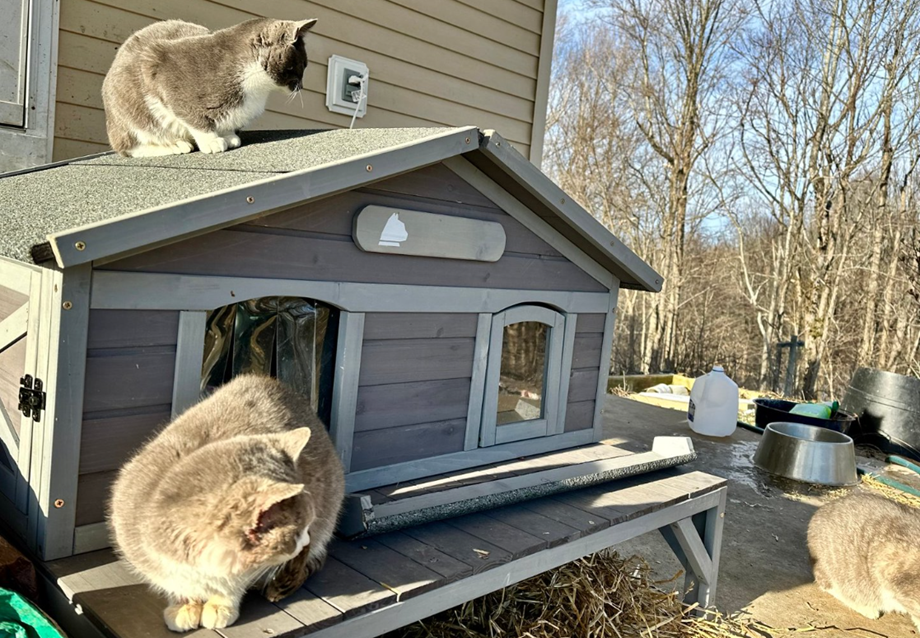 Heated Cat House Buying Guide: How to Choose an Outdoor Cat Shelter