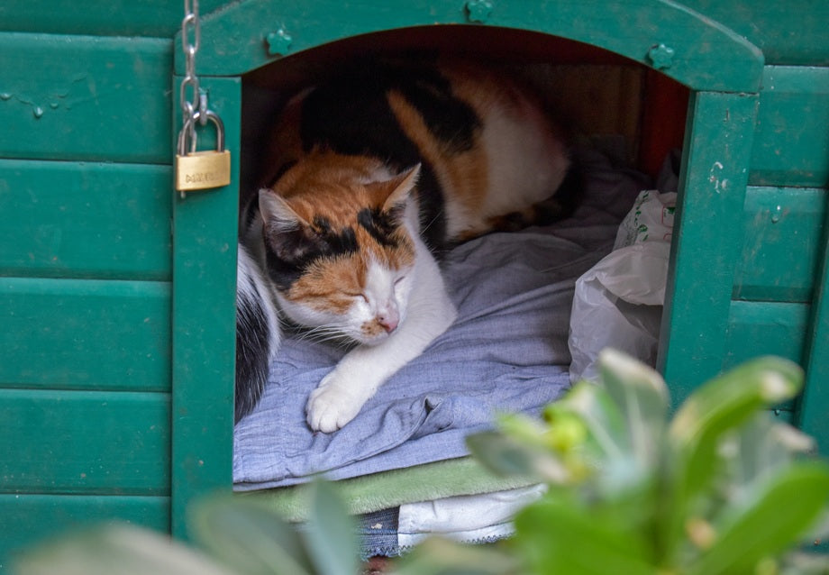 Heated Cat House vs Insulated Cat House
