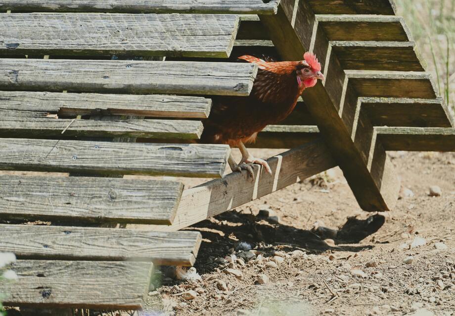 Cheap DIY Chicken Coop: Build Under $100 or Buy from $50