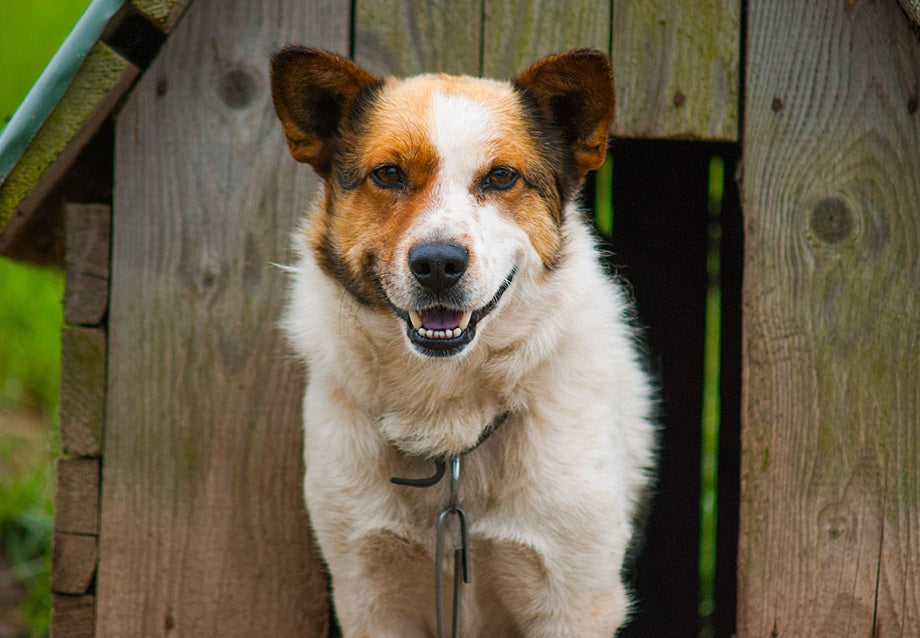 Insulated Dog House vs Heated Dog House: Which Should You Choose?