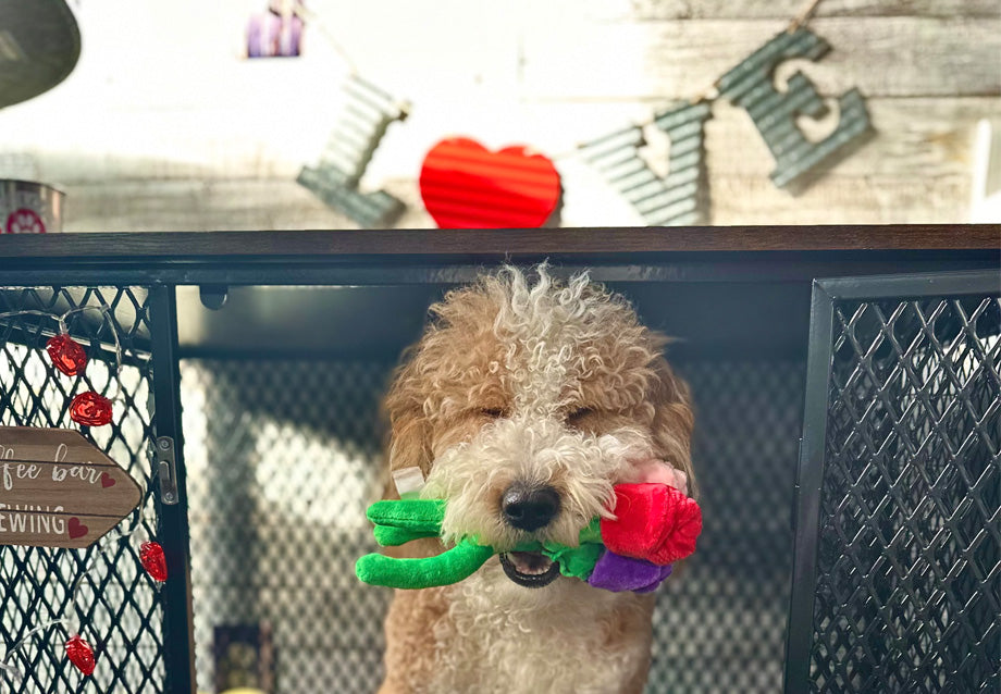 National Love Your Pet Day on February 20: Meaningful Ways to Celebrat ...