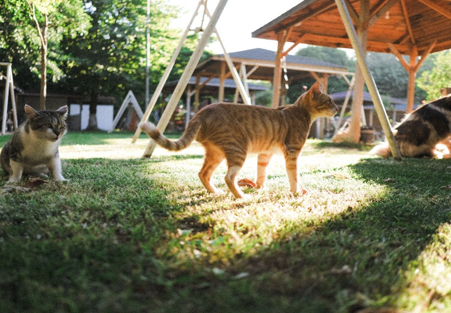 Outdoor Cat Enclosure