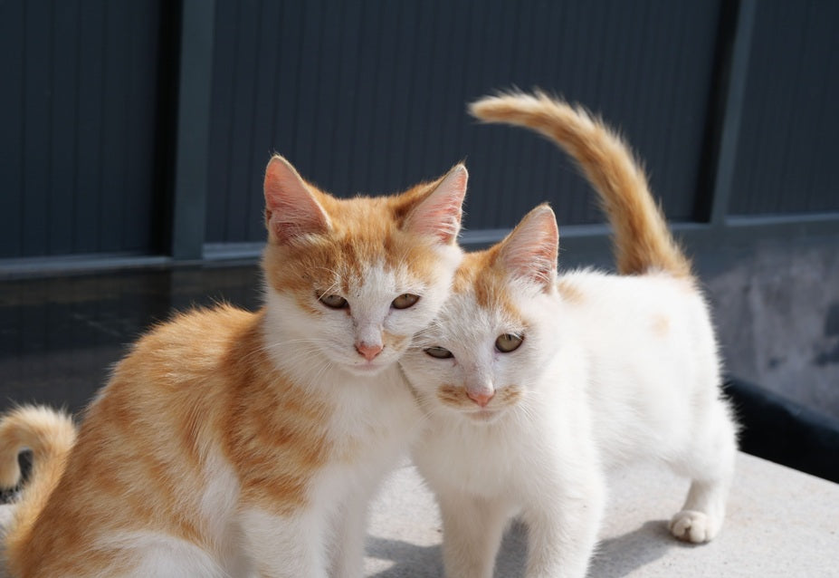 Outdoor Cat House for Multiple Cats: How to Choose the Right Setup