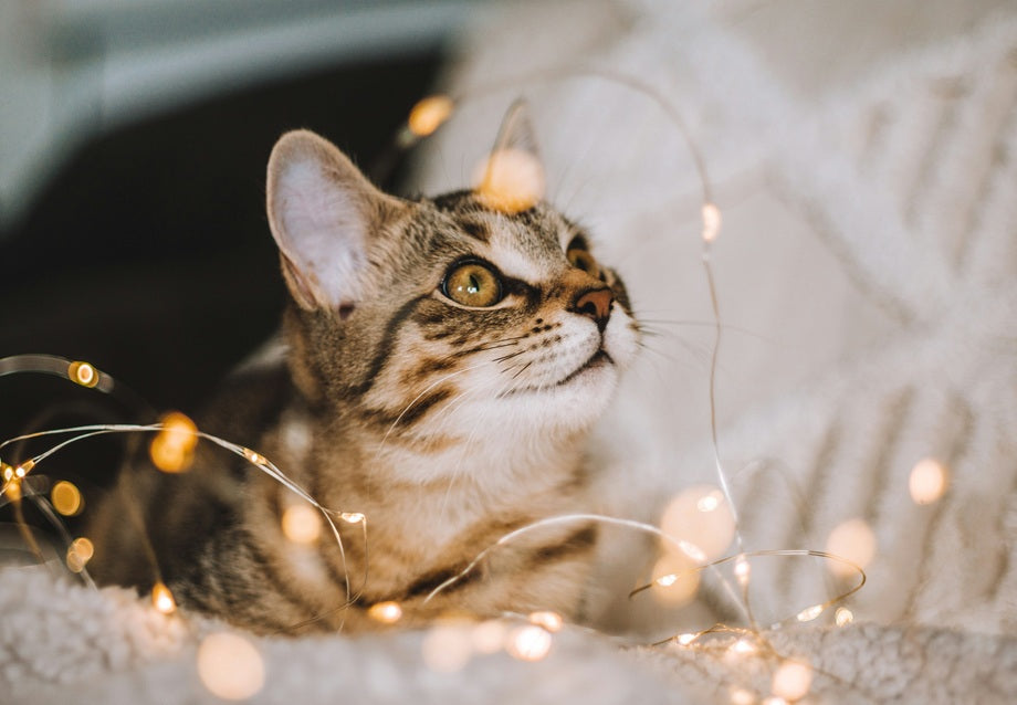 Small Catio Ideas: Big Outdoor Enrichment in a Small Space