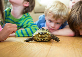 How to Raise A Pet Turtle?
