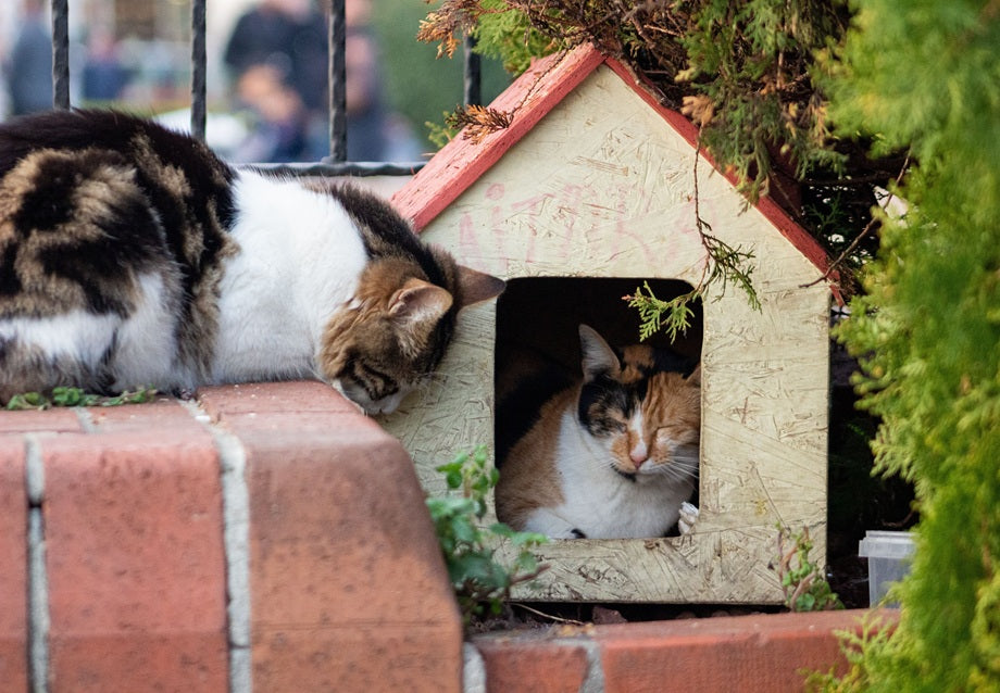 Waterproof Cat House