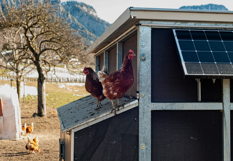 Weatherproof Chicken Coop: What It Needs and How to Choose One