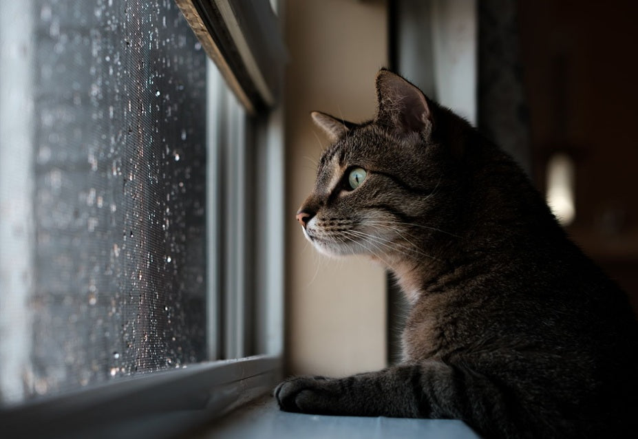 Why Does My Cat Want to Go Outside