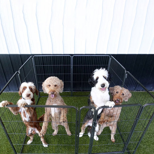 MEDEHOO Dog Playpen Indoor Dog Pen Outdoor Puppy Fence 8 Panels Pet Playpen with Doors for Large/Medium/Small Dogs (8 Panels,39 Inch AIR51-N-WM