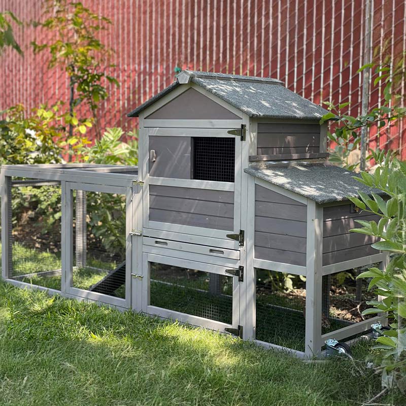 backyard chicken coop